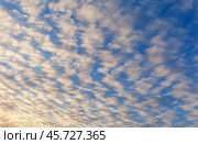 Unusual layered clouds - a harbinger of weather change. Blue sky landscape with beautiful clouds colored by sunset light. Natural sky background, texture of stratocumulus mottled clouds. Стоковое фото, фотограф Виктория Катьянова / Фотобанк Лори