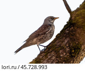 Turdus pilaris. Fieldfare Turdus pilaris, Turdidae. Стоковое фото, фотограф Ольга Сергеева / Фотобанк Лори