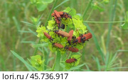 Краснокрыл алый или кровавый Lygistopterus sanguineus. Стоковое видео, видеограф Александр Мамонтов / Фотобанк Лори