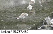 Чайки Хохотуньи Larus cachinnans на пруду в парке Царицыно. Стоковое видео, видеограф Александр Мамонтов / Фотобанк Лори