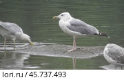Чайки Хохотуньи Larus cachinnans на пруду в парке Царицыно. Стоковое видео, видеограф Александр Мамонтов / Фотобанк Лори