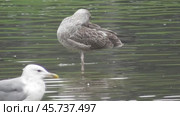 Чайки Хохотуньи Larus cachinnans на пруду в парке Царицыно. Стоковое видео, видеограф Александр Мамонтов / Фотобанк Лори