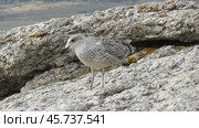 Чайки Хохотуньи Larus cachinnans. Стоковое видео, видеограф Александр Мамонтов / Фотобанк Лори