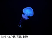 Tropical Jellyfish Phyllorhiza punctata white-spotted jellyfish underwater. Стоковое фото, фотограф Дмитрий Рухленко / Фотобанк Лори