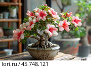 Beautiful adenium obesum bonsai showing its pink and white flowers. Стоковое AI-изображение, AI-художник Иван Рябоконь / Фотобанк Лори