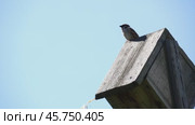 Sparrows sing songs sitting on a house or on a branch. Стоковое видео, видеограф Igor Skripachev / Фотобанк Лори