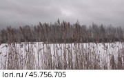 Высохшая трава на берегу замерзшего озера. Dried grass on the shore of a frozen lake. Стоковое видео, видеограф Горшков Александр / Фотобанк Лори
