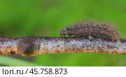 Caterpillar Phragmatobia fuliginosa also ruby tiger. A caterpillar crawls along a tree branch on a green background. Стоковое видео, видеограф Андрей Армягов / Фотобанк Лори