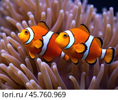 Clown fish or Clown anemonefish, Amphiprion bicolor, in natural habitat. Стоковое AI-изображение, AI-художник Евгений Ткачёв / Фотобанк Лори