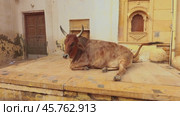 Cow on street in India Constitution of India mandates the protection of cows in Rajasthan, India (2021 год). Стоковое видео, видеограф Андрей Армягов / Фотобанк Лори