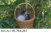 Siberian kitten in basket. Стоковое видео, видеограф Михаил Коханчиков / Фотобанк Лори
