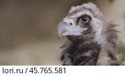 Cinereous vulture (Aegypius monachus) is a large raptorial bird that is distributed through much of temperate Eurasia. It is also known as the black vulture, monk or Eurasian black vulture. Стоковое видео, видеограф Андрей Армягов / Фотобанк Лори