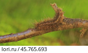 Caterpillar Phragmatobia fuliginosa also ruby tiger. A caterpillar crawls along a tree branch on a green background. Стоковое видео, видеограф Андрей Армягов / Фотобанк Лори