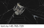 Spider hunt on web at night. Стоковое видео, видеограф Михаил Коханчиков / Фотобанк Лори