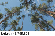 Top of pine trees and sky. Стоковое видео, видеограф Михаил Коханчиков / Фотобанк Лори