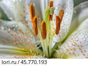White lily flower showing stamens covered in pollen and water drops. Стоковое AI-изображение, AI-художник Иван Рябоконь / Фотобанк Лори