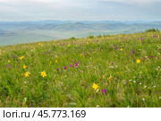 Горная степь юга Забайкалья в начале лета. Стоковое фото, фотограф Геннадий Соловьев / Фотобанк Лори