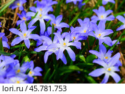 Первые цветы пролеска. Chionodoxa blue flowers. Beautiful spring background. Стоковое фото, фотограф Photolart / Фотобанк Лори