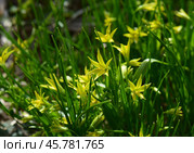 Первые цветы гусиный лук. Gagea lutea yellow spring flowers. Стоковое фото, фотограф Photolart / Фотобанк Лори