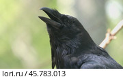 Common raven (Corvus corax), also known as the northern raven, is a large all-black passerine bird. Found across the Northern Hemisphere, it is the most widely distributed of all corvids. Стоковое видео, видеограф Андрей Армягов / Фотобанк Лори