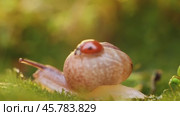 Close-up wildlife of a snail and ladybug in the sunset sunlight. Стоковое видео, видеограф Андрей Армягов / Фотобанк Лори