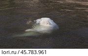 Polar bear (Ursus maritimus) is a hypercarnivorous bear whose native range lies largely within the Arctic Circle, encompassing the Arctic Ocean, its surrounding seas and surrounding land masses. Стоковое видео, видеограф Андрей Армягов / Фотобанк Лори