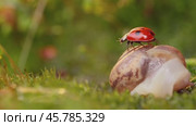 Close-up wildlife of a snail and ladybug in the sunset sunlight. Стоковое видео, видеограф Андрей Армягов / Фотобанк Лори