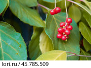 Chinese Magnolia vine, Schisandra chinensis. Branch berries lemongrass. Стоковое фото, фотограф Светлана Акифьева / Фотобанк Лори