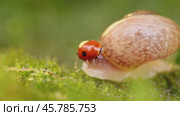 Close-up wildlife of a snail and ladybug in the sunset sunlight. Стоковое видео, видеограф Андрей Армягов / Фотобанк Лори