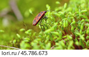 Firebug, Pyrrhocoris apterus, is a common insect of the family Pyrrhocoridae. Стоковое видео, видеограф Андрей Армягов / Фотобанк Лори