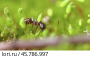 Ant close-up in the wild. Стоковое видео, видеограф Андрей Армягов / Фотобанк Лори