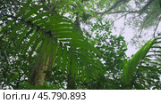 Tropical forest interior. Background of a rainforest. Drone view of Bali. Стоковое видео, видеограф Степанов Григорий / Фотобанк Лори
