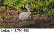 Dalmatian pelican (Pelecanus crispus) is the largest member of the pelican family, and perhaps the world's largest freshwater bird, although rivaled in weight and length by the largest swans. Стоковое видео, видеограф Андрей Армягов / Фотобанк Лори