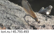 Стрекоза красотка-девушка Calopteryx virgo самка. Стоковое видео, видеограф Александр Мамонтов / Фотобанк Лори
