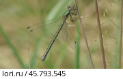 Стрекоза Лютка дриада Lestes dryas. Стоковое видео, видеограф Александр Мамонтов / Фотобанк Лори