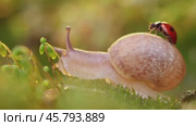 Close-up wildlife of a snail and ladybug in the sunset sunlight. Стоковое видео, видеограф Андрей Армягов / Фотобанк Лори