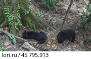 Two biruangs Helarctos malayanus are feeding. The fruits are laid out on the ground, at the roots of the tree. View from above. Malaysia. Borneo. Sandakan. Bornean Sun Bear Conservation Centre. Стоковое фото, фотограф Вера Ивановна Кубарева / Фотобанк Лори