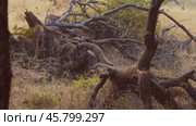 Indian grey mongoose or common grey mongoose (Herpestes edwardsi) is a mongoose species mainly found in West Asia and on the Indian subcontinent. Ranthambore National Park Rajasthan India (2019 год). Стоковое видео, видеограф Андрей Армягов / Фотобанк Лори