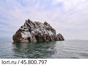 Озеро Байкал. Остров Ижилхей (Еленка). Колония бакланов. Стоковое фото, фотограф Александр Тараканов / Фотобанк Лори