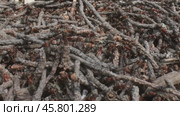 Wild ant hill in the forest super macro close-up shot. Стоковое видео, видеограф Андрей Армягов / Фотобанк Лори