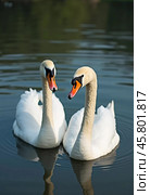 Two beautiful swans swim together in tranquil water, reflecting their graceful forms as morning light. Swans Cygnus are a genus of birds from order Anseriformes of the duck family. Generative AI. Стоковое AI-изображение, AI-художник Юлия Петровская / Фотобанк Лори