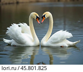 Two beautiful swans swim together in tranquil water, reflecting their graceful forms as morning light. Swans Cygnus are a genus of birds from order Anseriformes of the duck family. Generative AI. Стоковое AI-изображение, AI-художник Юлия Петровская / Фотобанк Лори