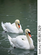 Two beautiful swans swim together in tranquil water, reflecting their graceful forms as morning light. Swans Cygnus are a genus of birds from order Anseriformes of the duck family. Generative AI. Стоковое AI-изображение, AI-художник Юлия Петровская / Фотобанк Лори