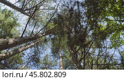 Tall trees viewed from below, their branches and green leaves forming a canopy against clear blue sky. The perspective emphasizes height and density of forest. The camera rotates under crowns of trees. Стоковое видео, видеограф Воловодов Владимир / Фотобанк Лори