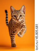 Portrait of a jumping Serengeti cat on a orange background. Стоковое AI-изображение, AI-художник ArtVladZ / Фотобанк Лори