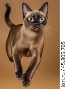Portrait of a jumping Burmese cat on a brown background. Стоковое AI-изображение, AI-художник ArtVladZ / Фотобанк Лори