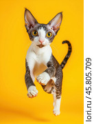 Portrait of a jumping Cornish rex cat on a yellow background. Стоковое AI-изображение, AI-художник ArtVladZ / Фотобанк Лори