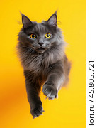 Portrait of a jumping Nibelung cat on a yellow background. Стоковое AI-изображение, AI-художник ArtVladZ / Фотобанк Лори