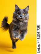 Portrait of a jumping Nibelung cat on a yellow background. Стоковое AI-изображение, AI-художник ArtVladZ / Фотобанк Лори