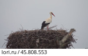White stork in the nest, Portugal. Стоковое видео, видеограф Михаил Коханчиков / Фотобанк Лори